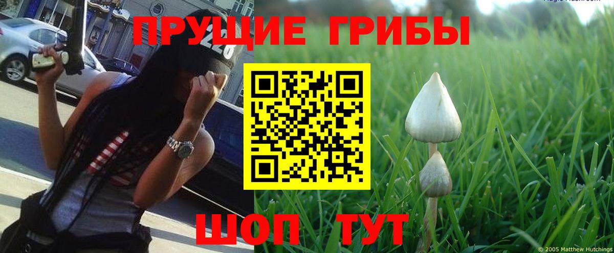 Галлюциногенные грибы Psilocybine cubensis  Галлюциногенные грибы мухоморы  Выкса  Вход с VPN 